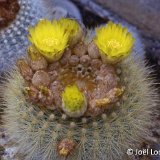 Notocactus scopa ssp. succineus ©JL3501.jpg